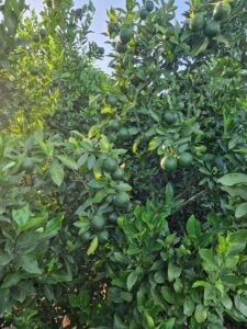 The_Global_Entity__risks_of_solo_traveling_as_a_woman