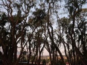 The Global Entiity sick in eswatini